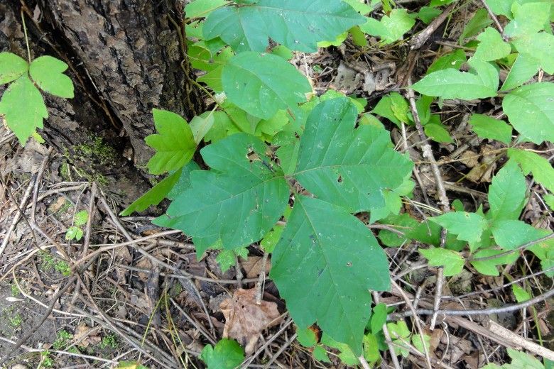 Poison Ivy vs. Lookalike Species Brandywine Conservancy and Museum
